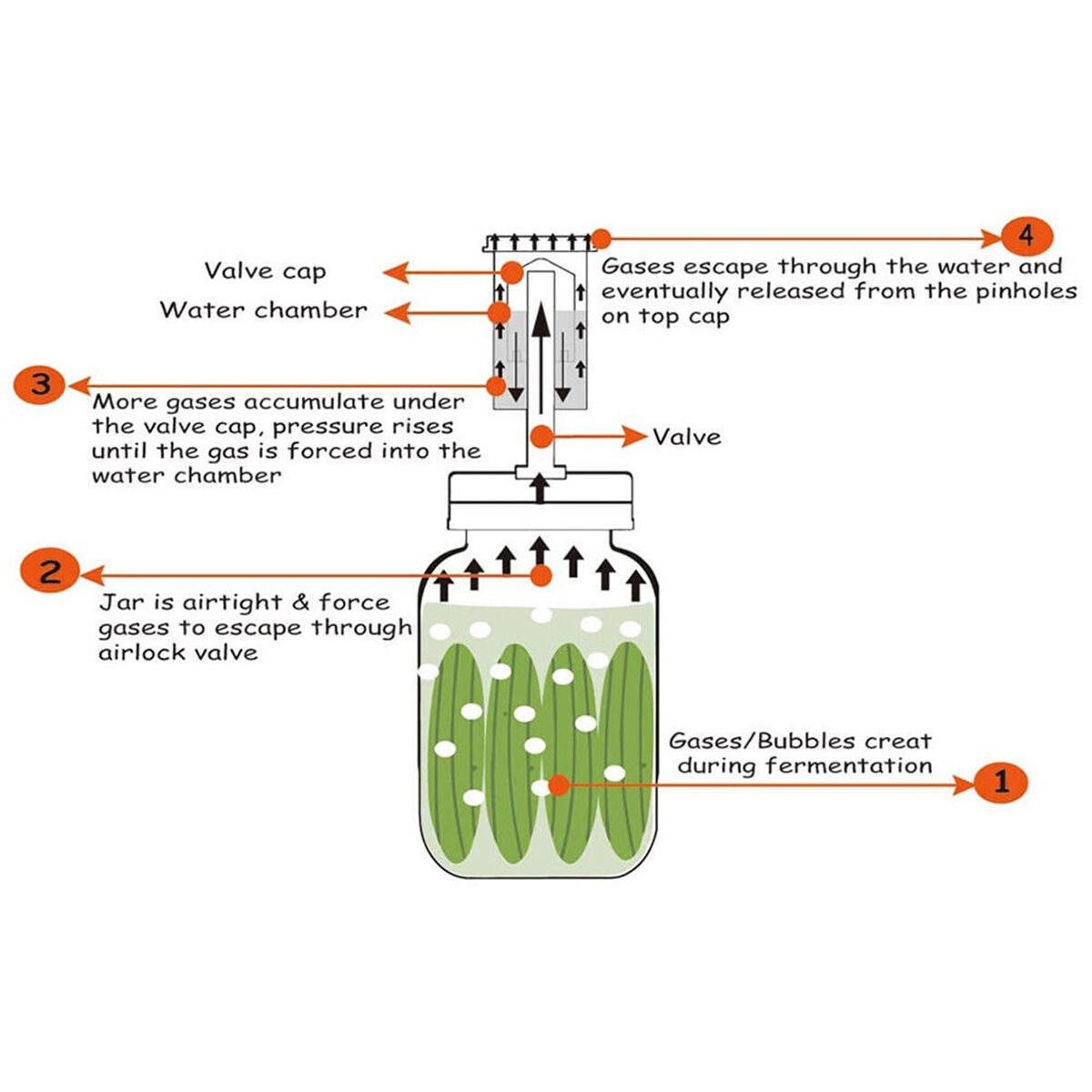 Wine Beer Cider - Set di 4 Coperchi per Fermentazione